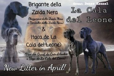 Litter of the 24 aprile 2021